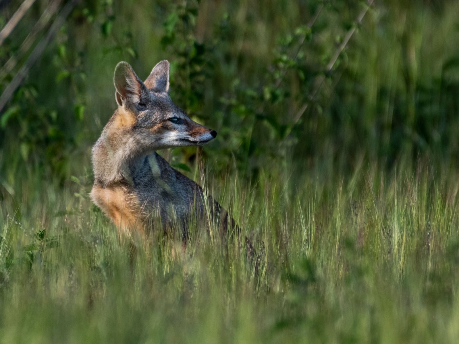 A solitary fox sits amidst tall grass, basking in the natural surroundings.