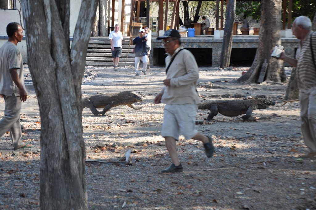 How a Komodo dragon tracked its prey for days