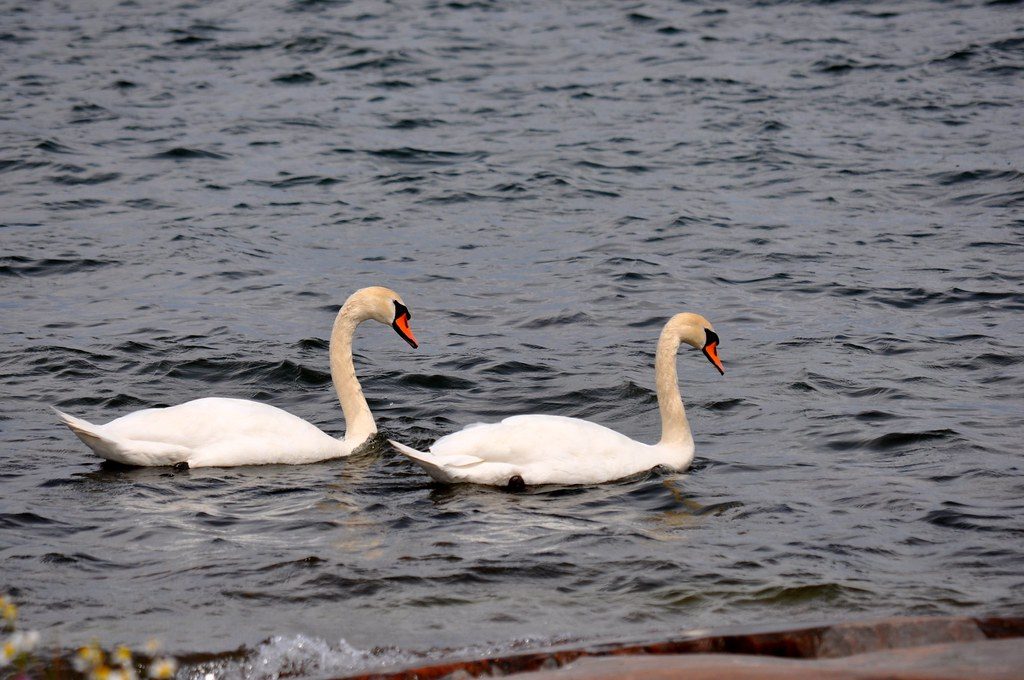How an injured swan reunited with its lifelong companion