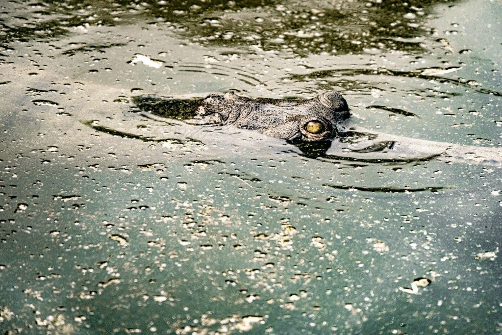 A large alligator swimming in a body of water