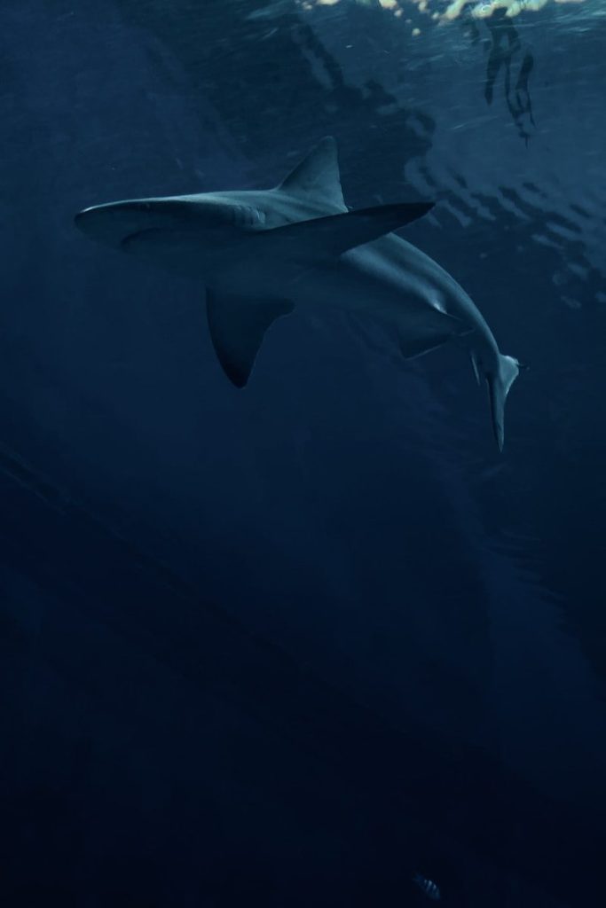 white shark under the sea