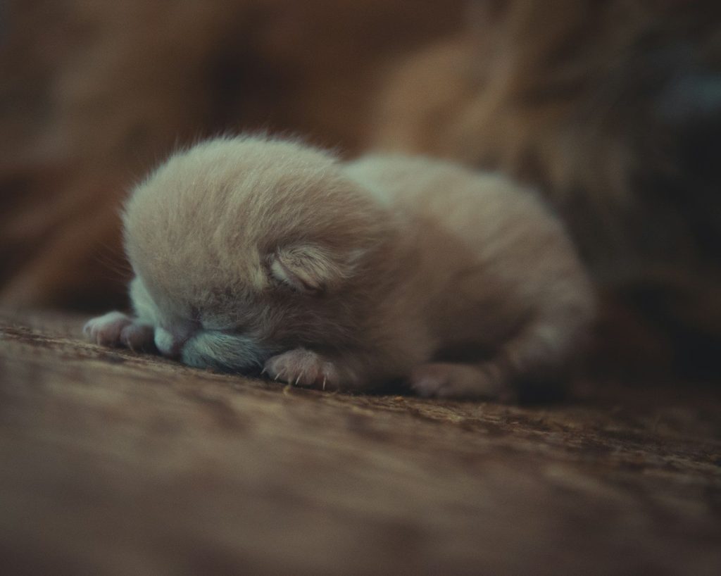 a small kitten is sleeping on the floor