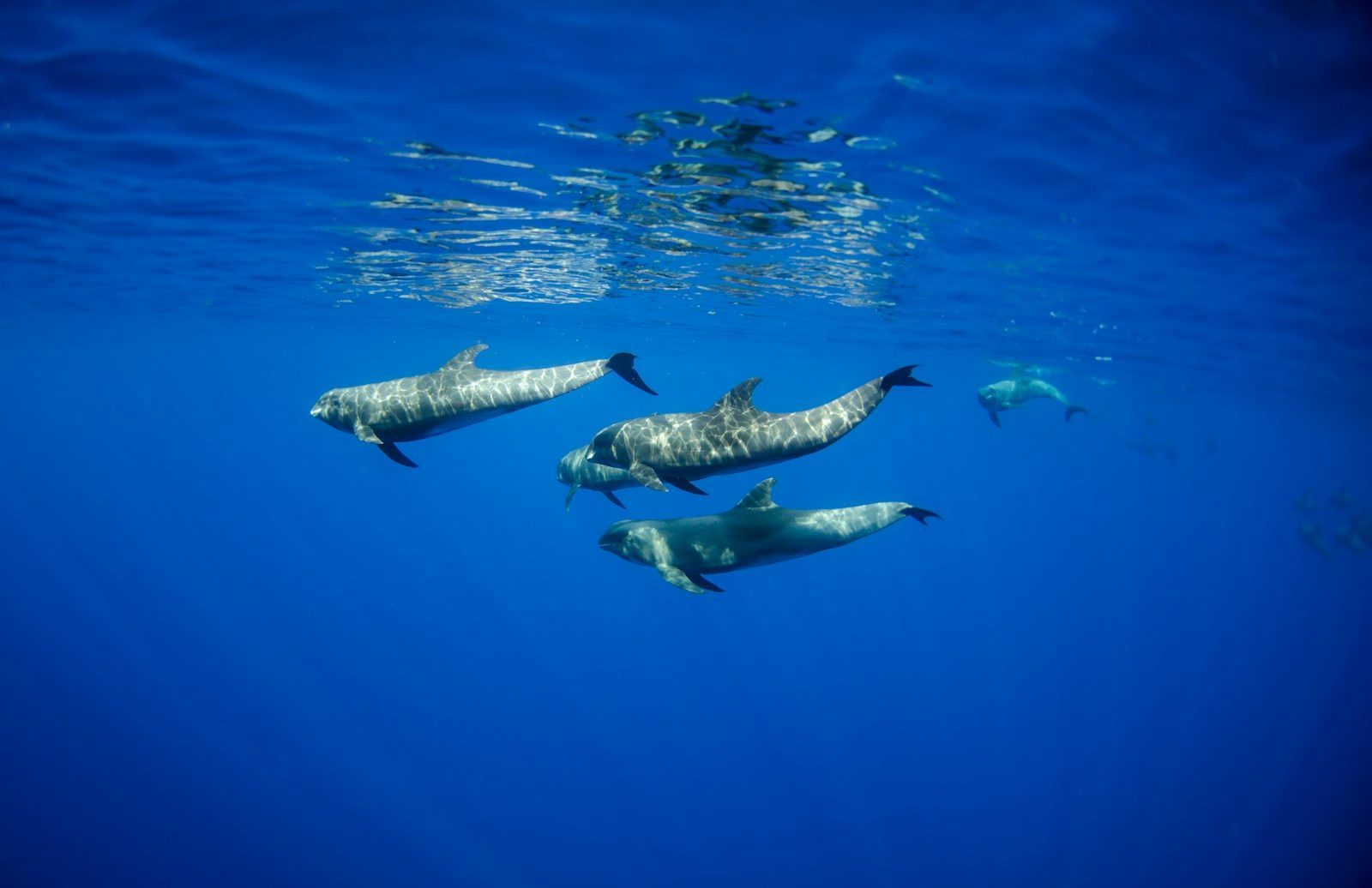 The surprising way marine mammals avoid dehydration