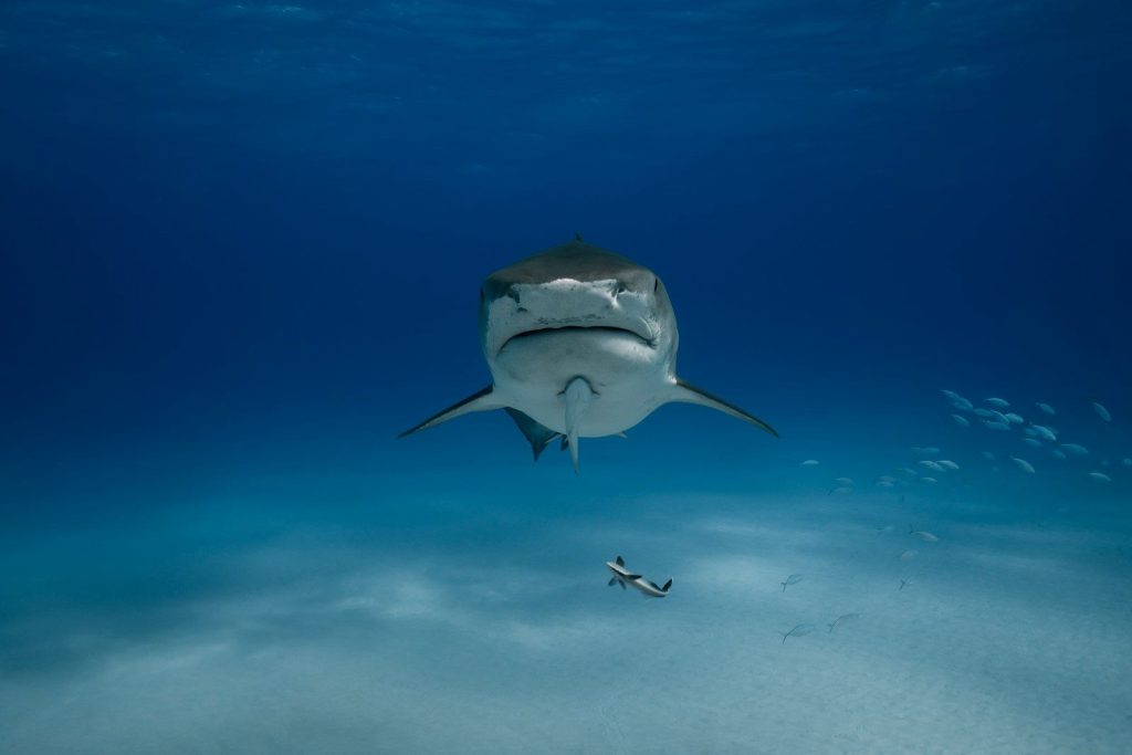 a shark swimming in the ocean with a fish nearby