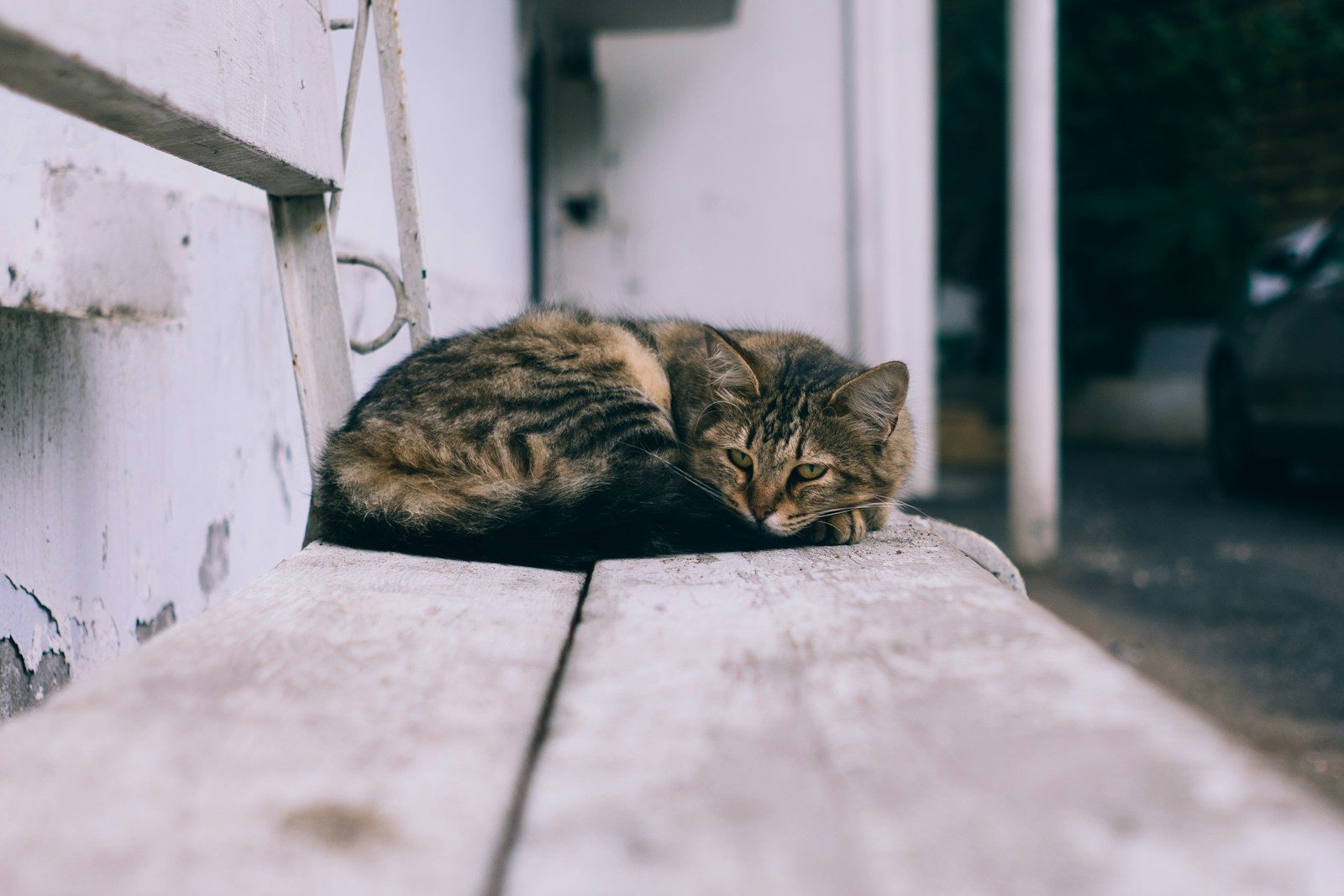 A woman discovers a stray kitten hiding in her car and instantly falls in love