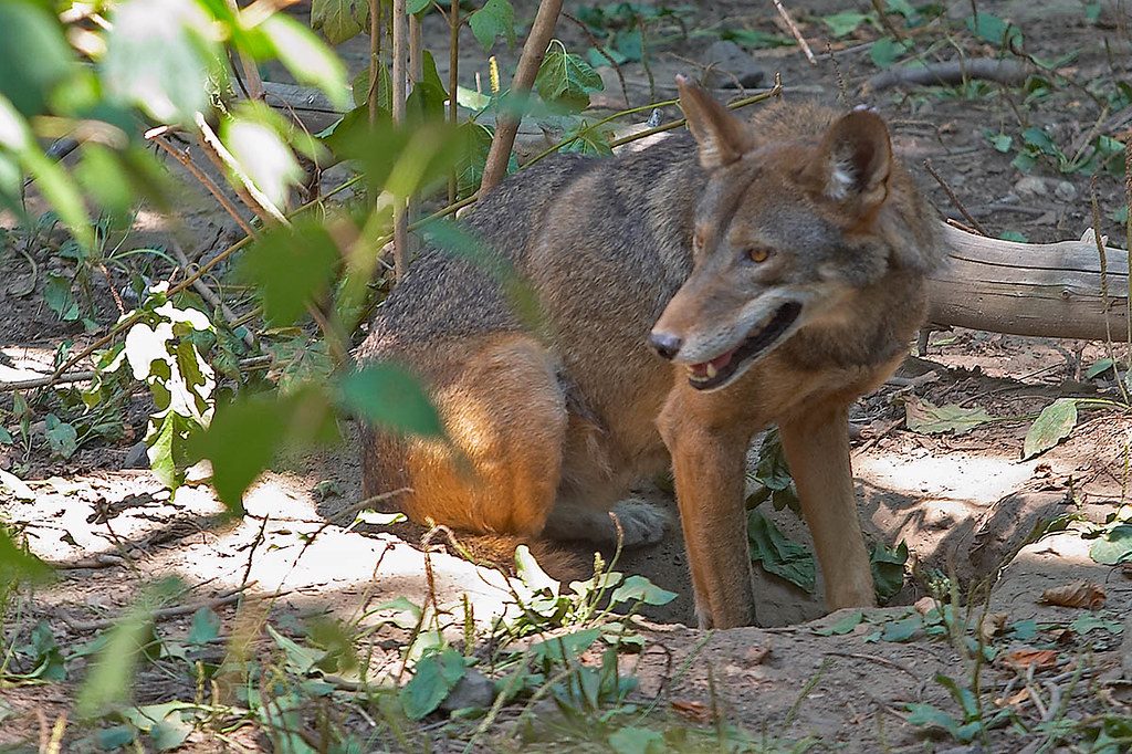 Texas wolves could help save the world’s rarest wolf species