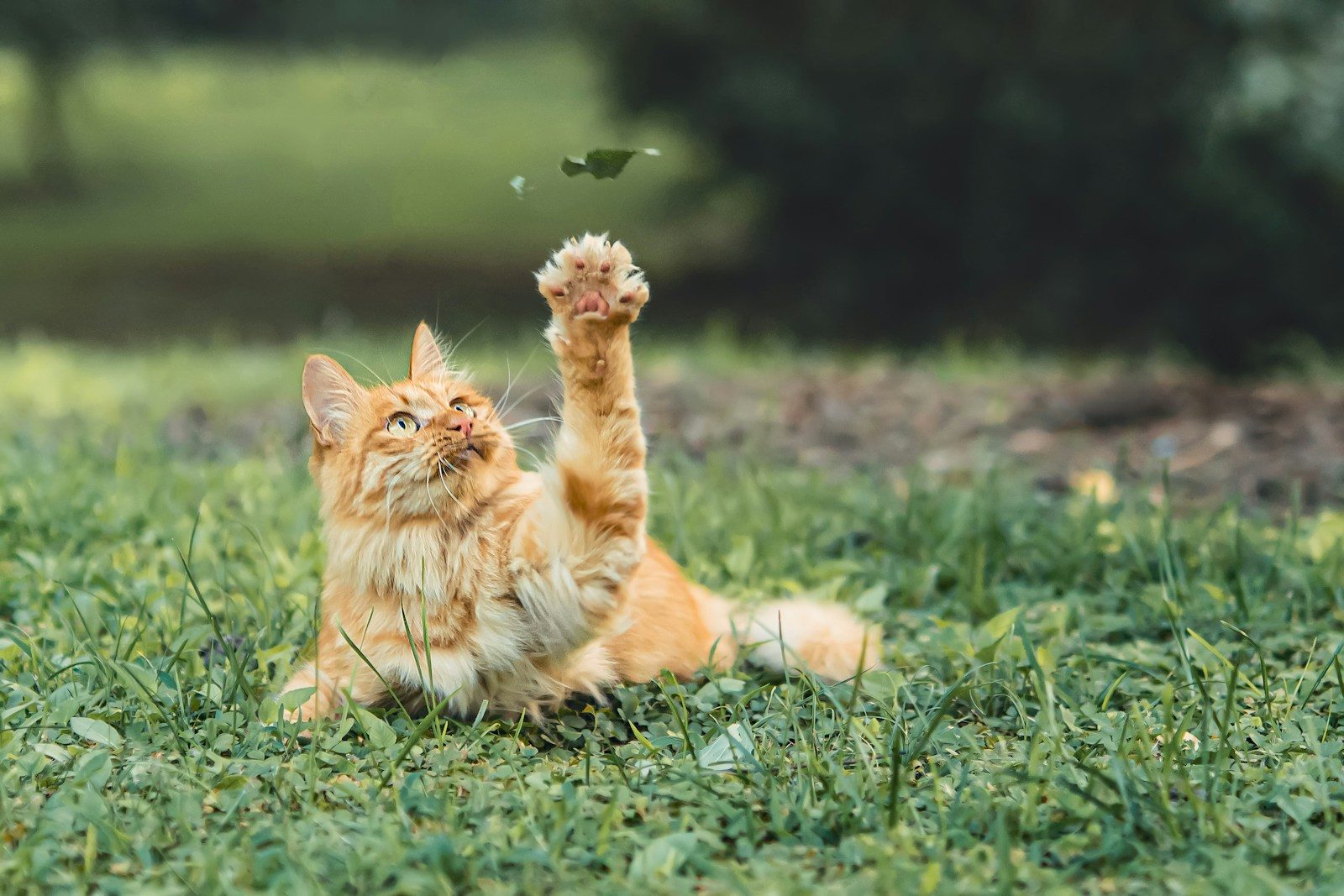 Scientists reveal what happens to a cat’s brain when it never goes outside