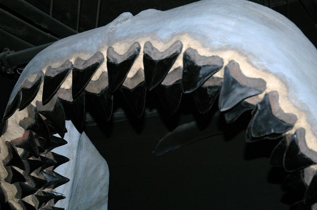 Could a human survive a megalodon attack?