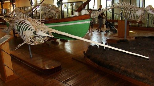 Why narwhals never survive in aquariums