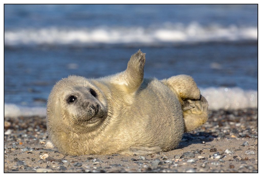 The heartbreaking journey every baby seal must take to survive its first days
