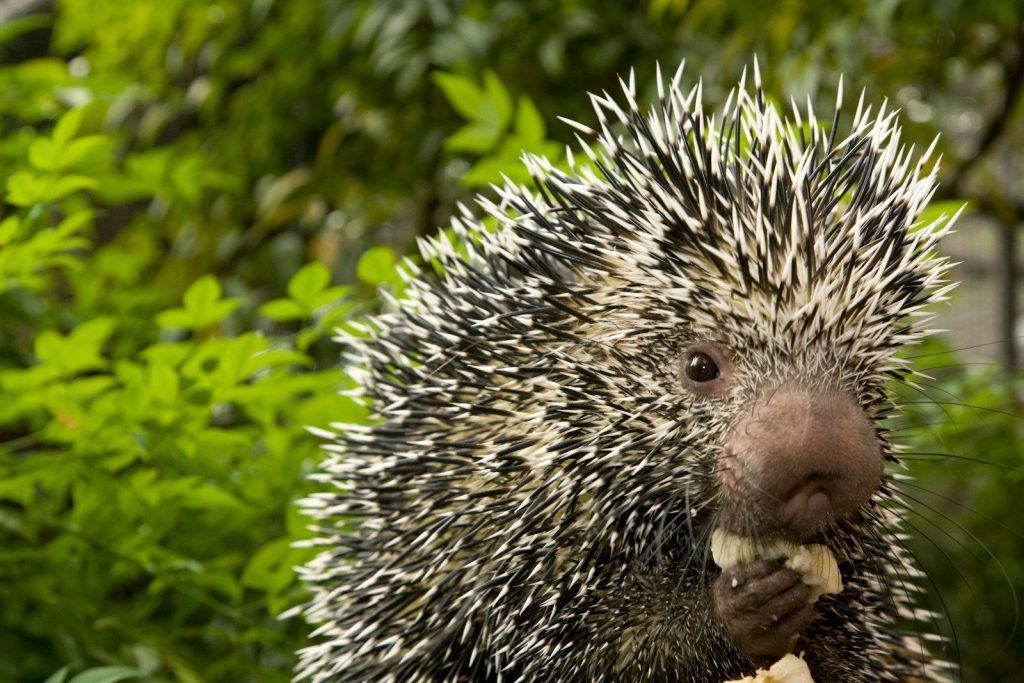 A porcupine eating a piece of food.