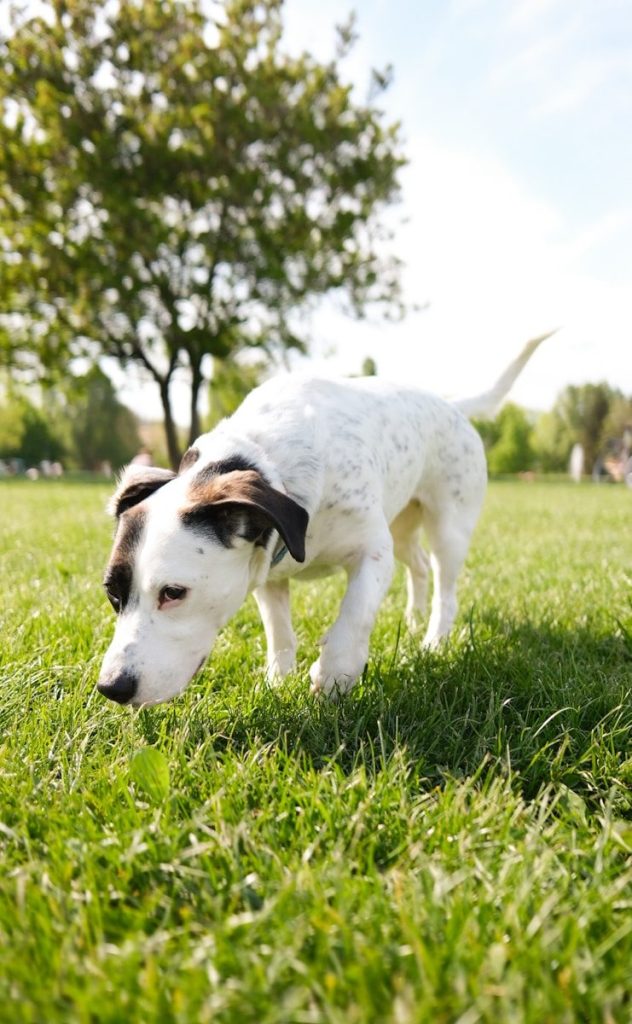 A white and brown dog standing on top of a lush green field