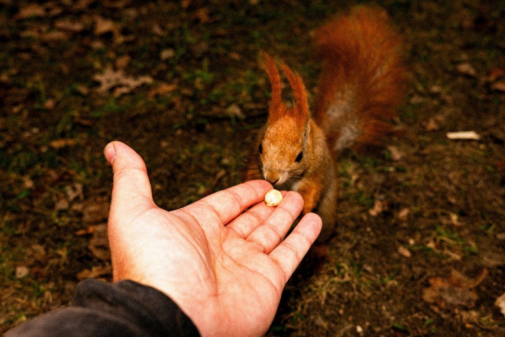 A person's hand offers a nut to a squirrel.