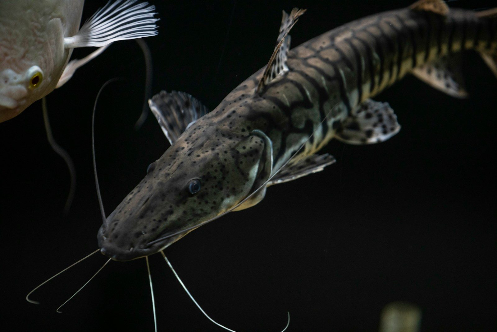 a black and white fish and a white and black fish