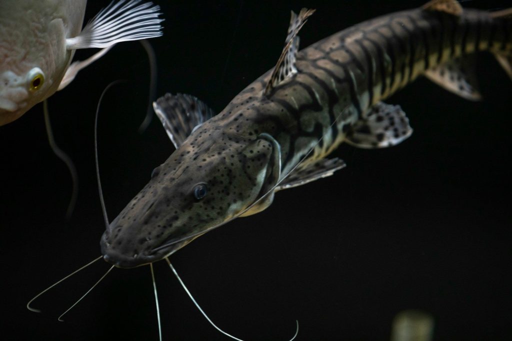 a black and white fish and a white and black fish
