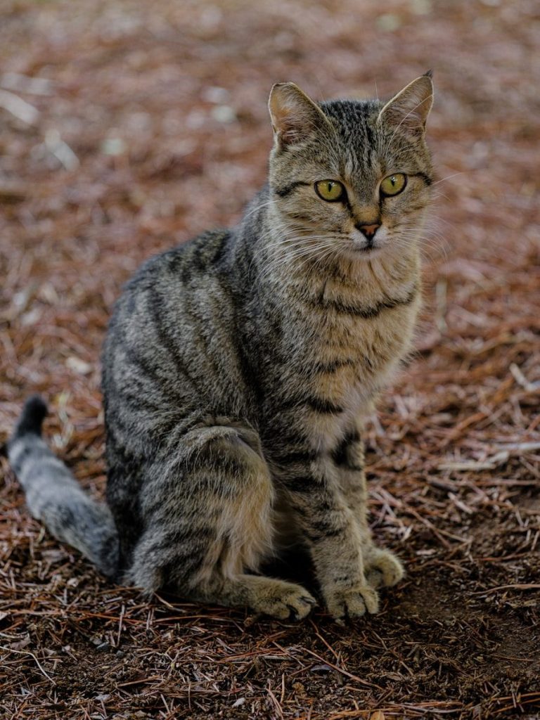a cat sitting on the ground looking at the camera