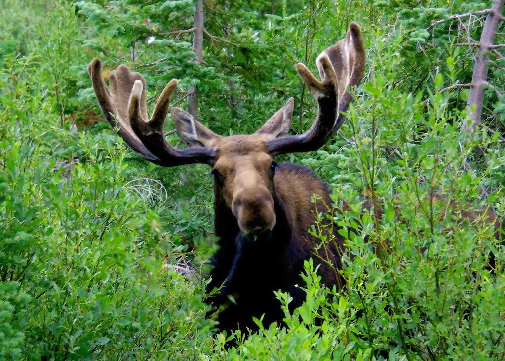 Neighbors block a road after a moose leads her twin calves across it
