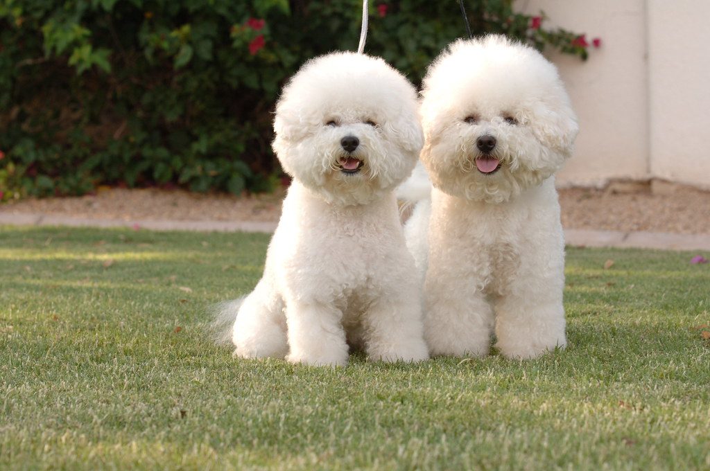 Dogs that are most likely to become friends with cats