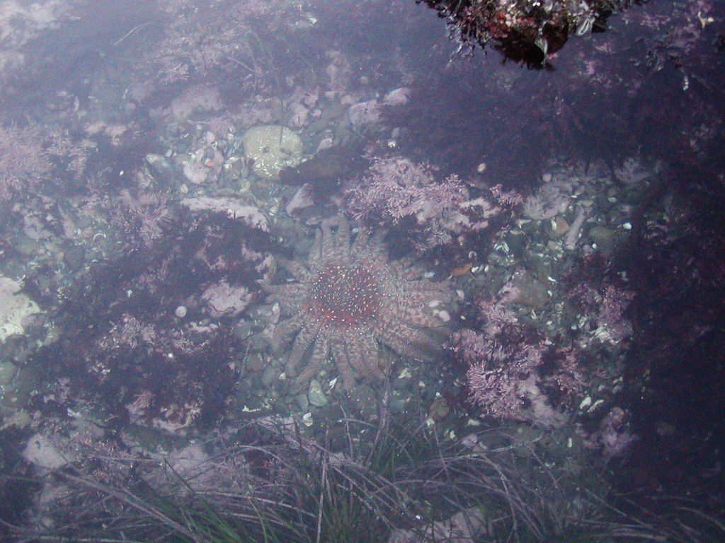A giant ocean predator just returned after a decade