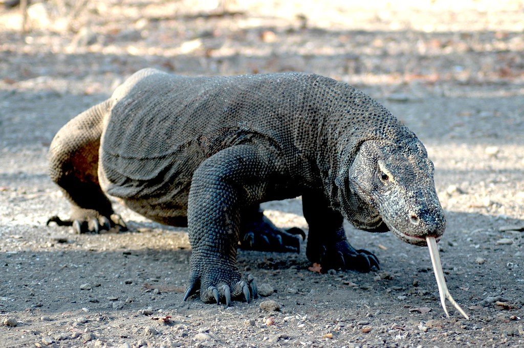 Komodo dragon injures Sharon Stone’s husband in shocking attack that nearly severed his toe