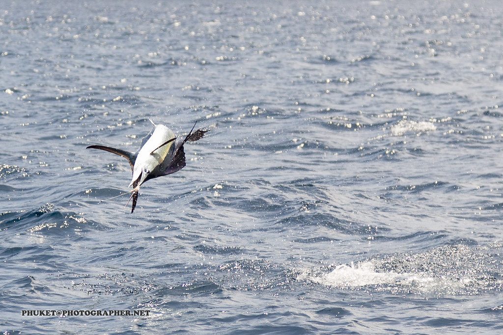 A shark struck a giant sailfish in a dramatic encounter