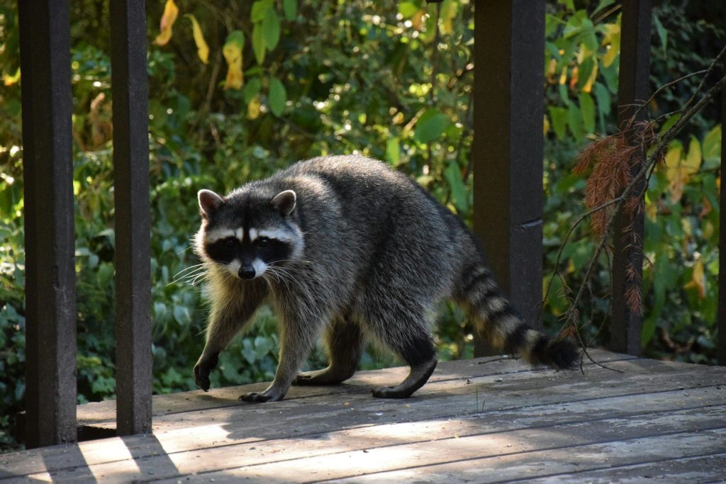a raccoon walking across a wooden deck