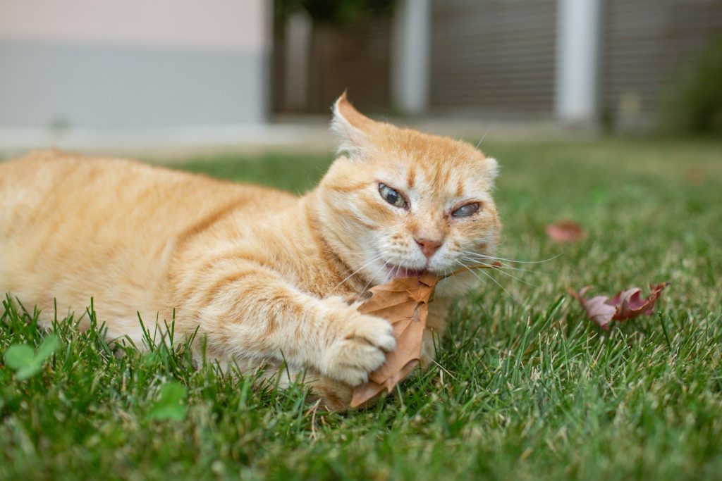 An orange cat chews a fallen leaf on grass.