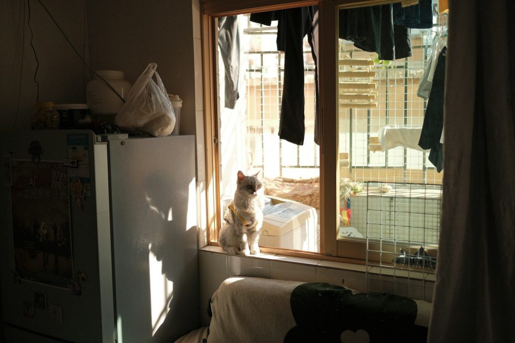A cat sits on a windowsill bathed in sunlight.