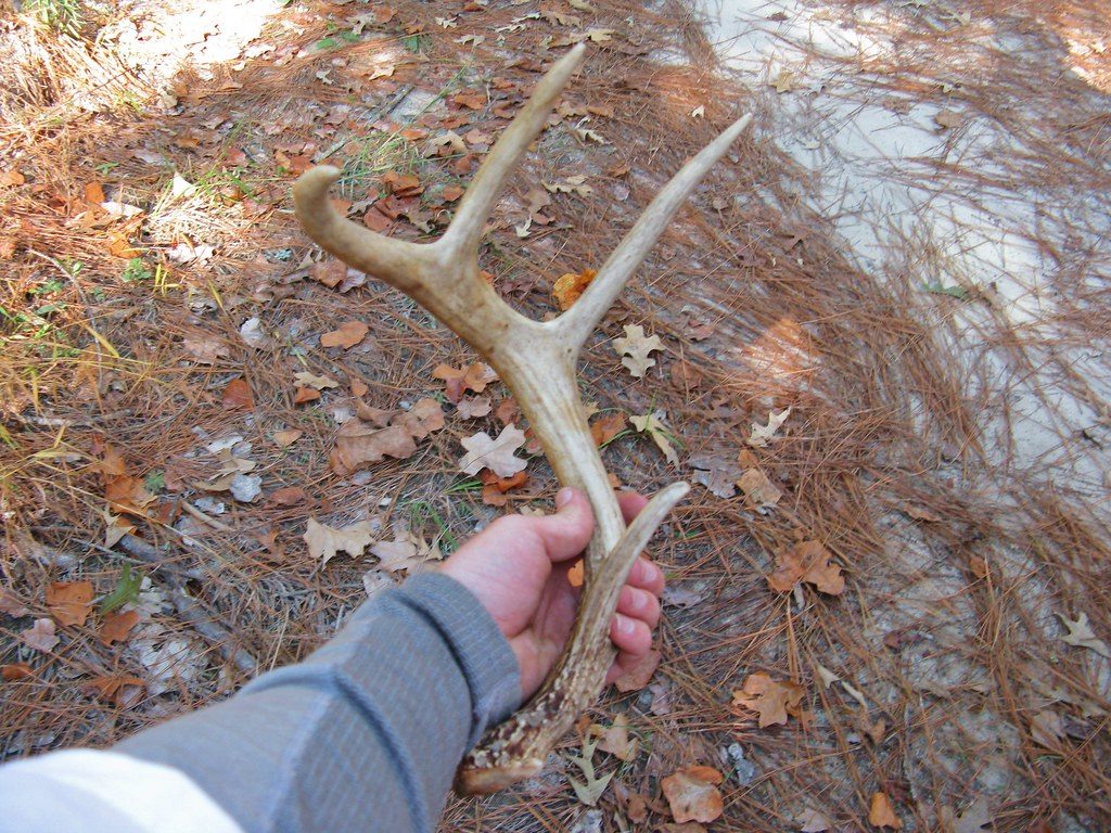 What to do if you find deer antlers near your yard
