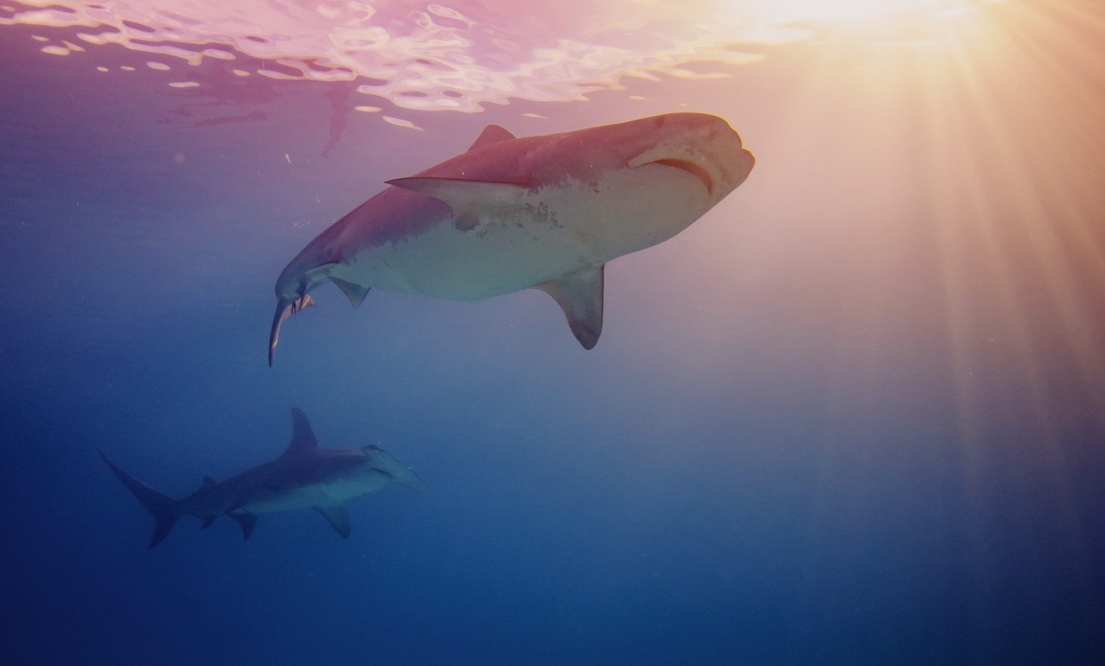 Rare shark fight reveals ocean’s fierce rivals