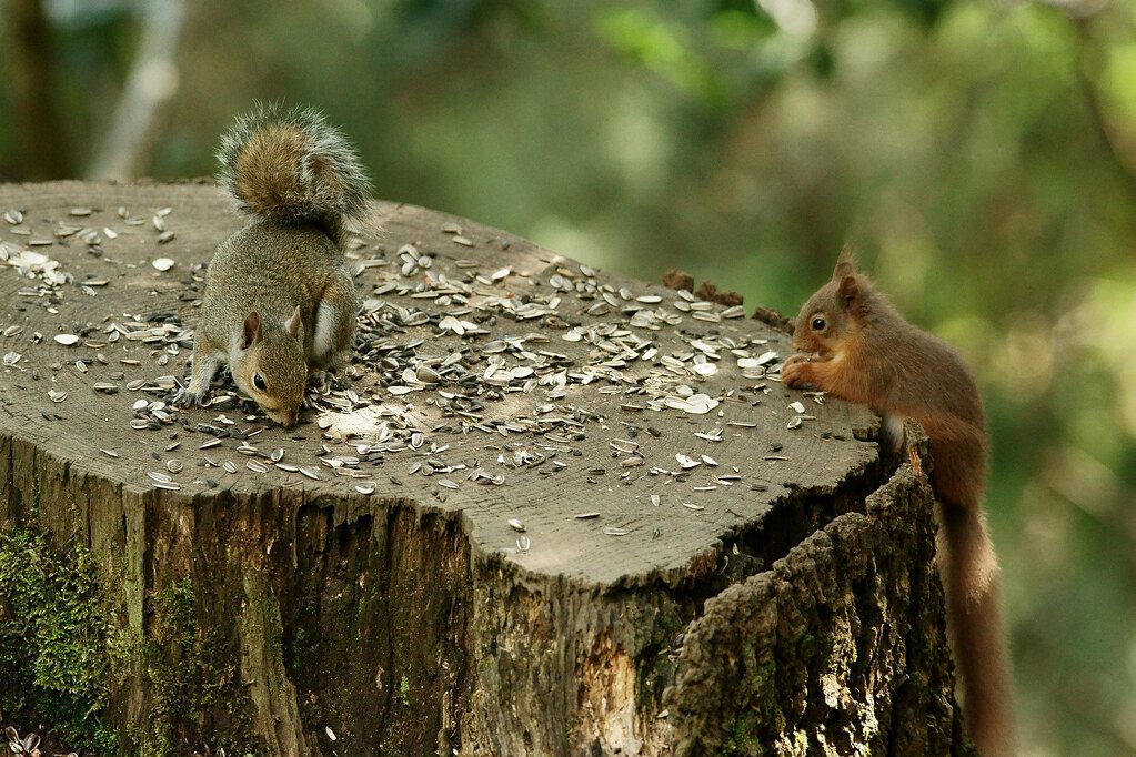 What happens when a gray squirrel enters red squirrel territory