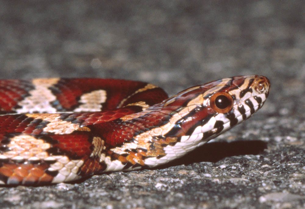 Unexpected corn snake encounter on Georgia golf course captures attention online