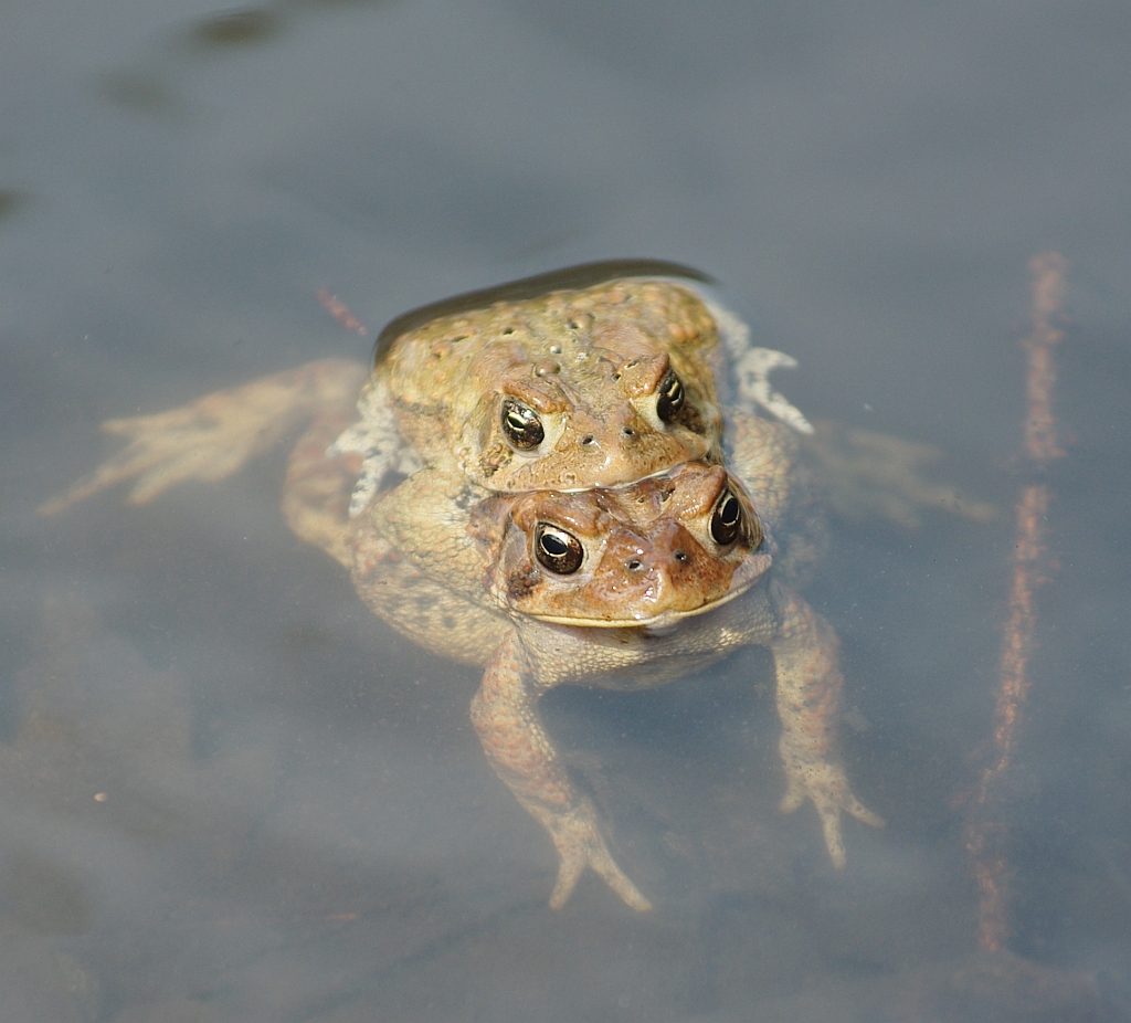 Rare four-eyed toad found in Canada puzzles experts