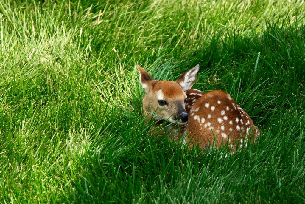 A fawn rests peacefully in the grass.