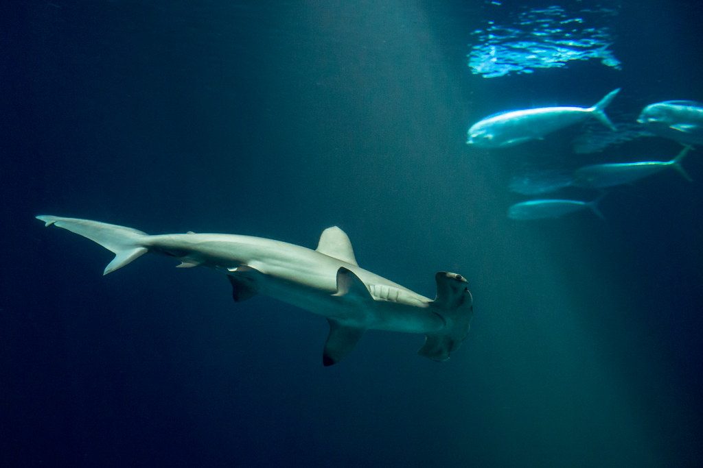 Meet the shark with nearly all-around vision and a surprise attack strategy