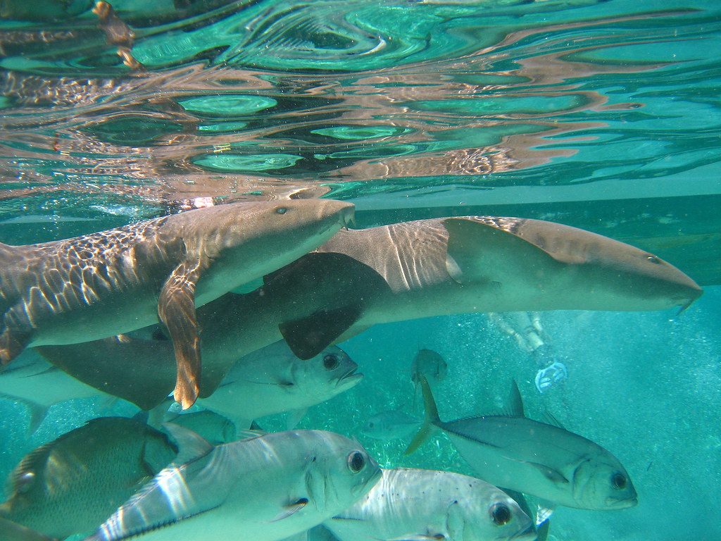 Nurse Sharks and Jacks