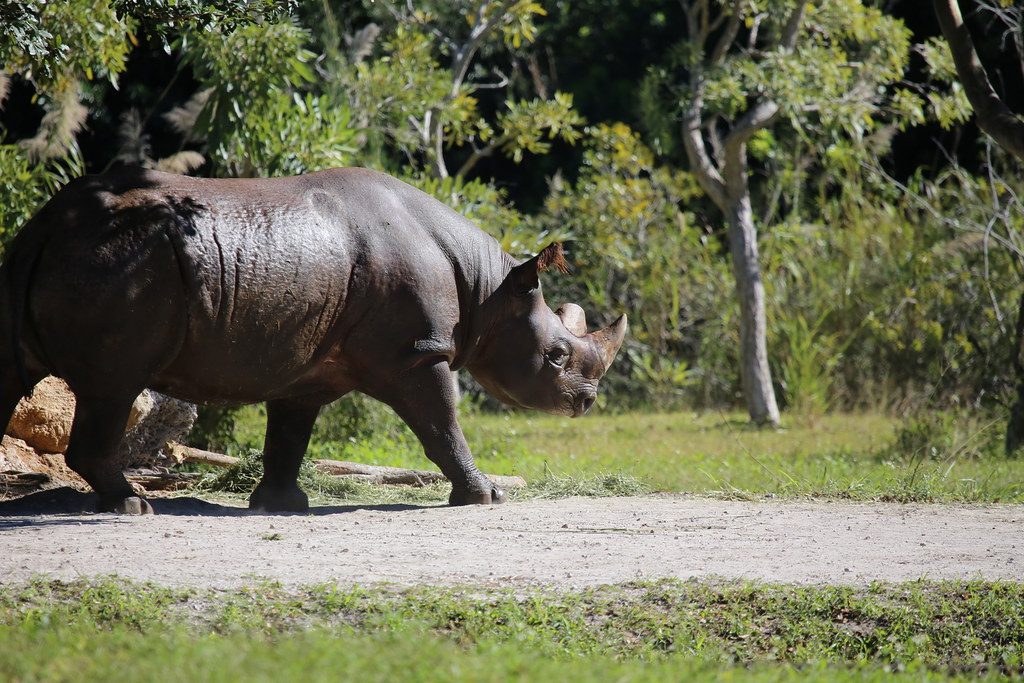Denver Zoo bids farewell to beloved black rhino Rudy
