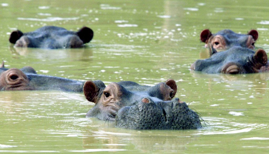 Escobar’s former zoo hippos spread beyond control and turned into a growing national crisis