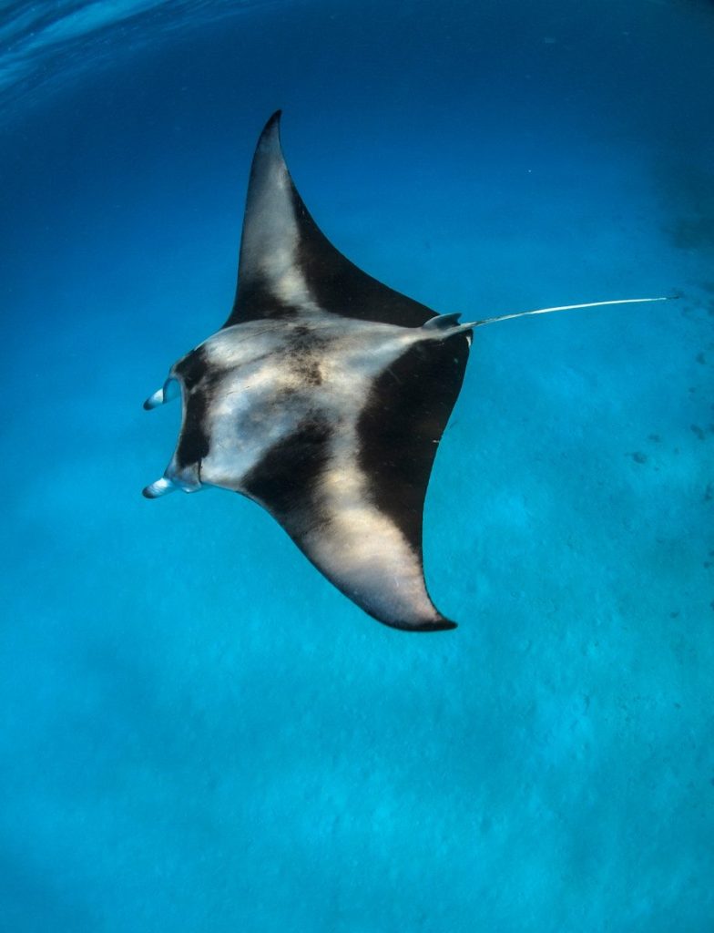 black and white whale under water