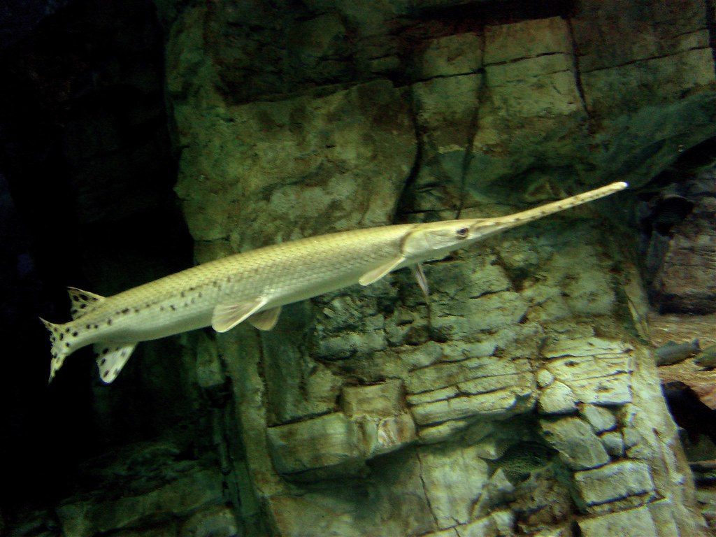 How floodwaters trapped a giant gar on a ranch