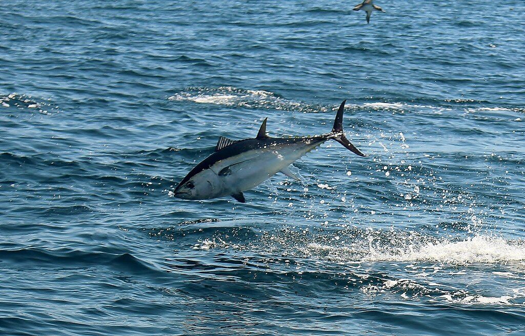 Why a fish capable of 40 mph has experts worried