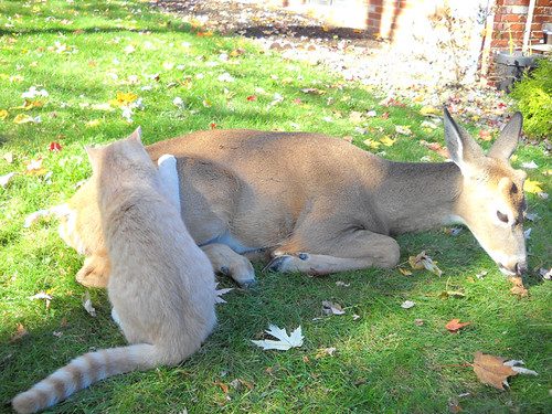 Why do deer gently interact with cats in nature