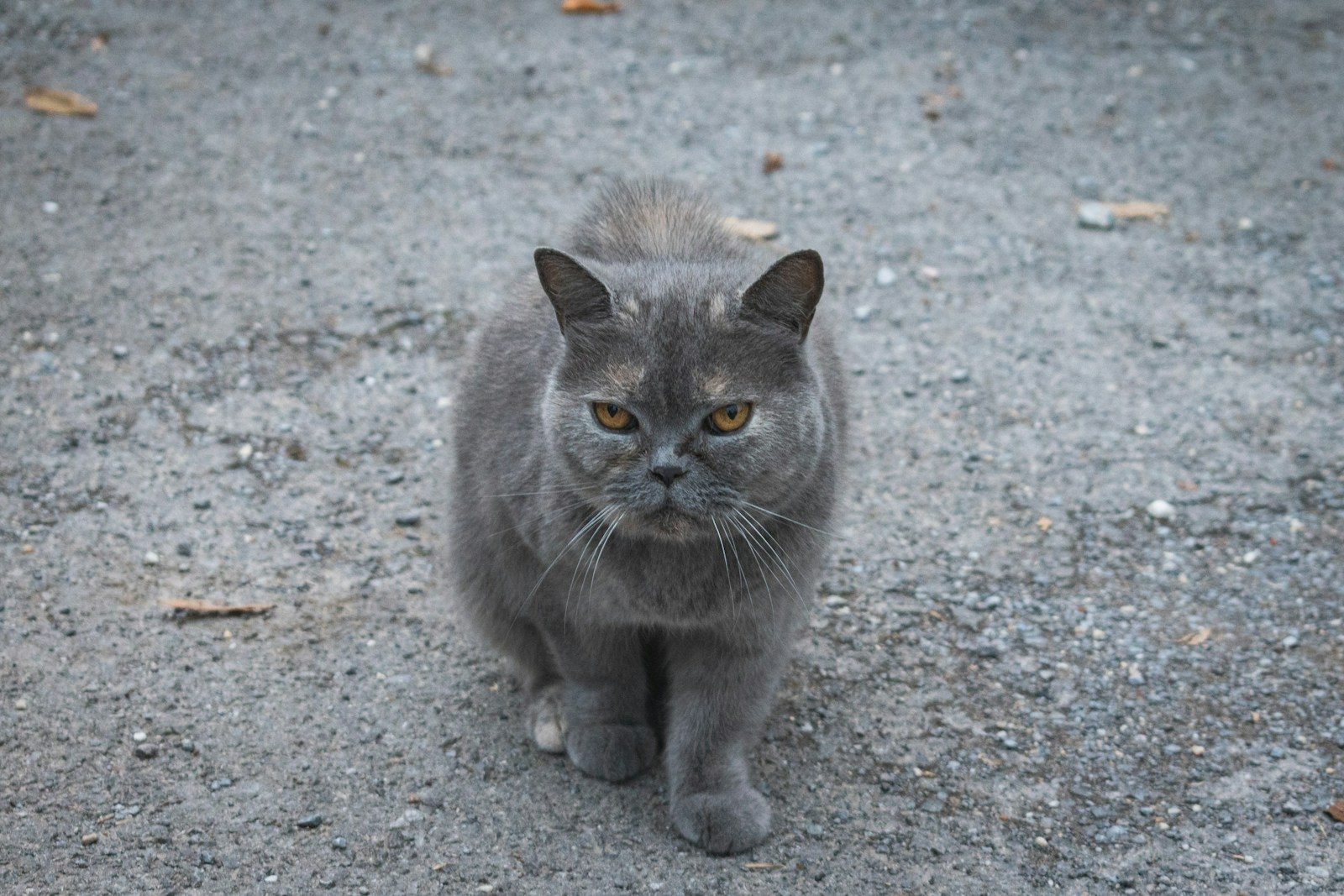 A gray cat sitting on top of a gravel road