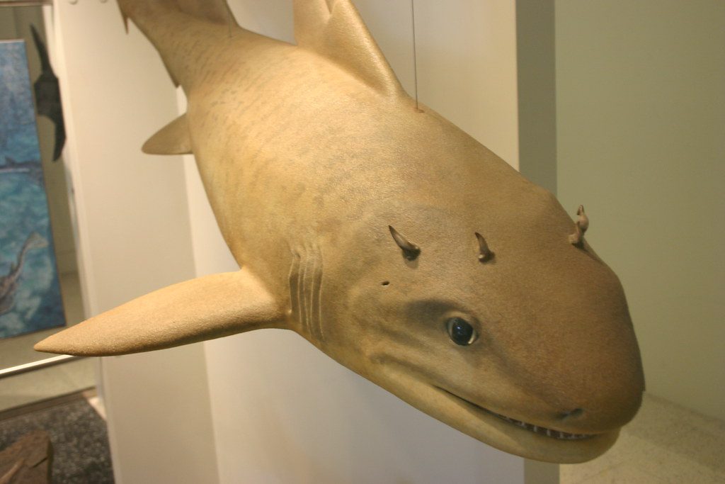 Prehistoric sharks that would be terrifying to encounter today