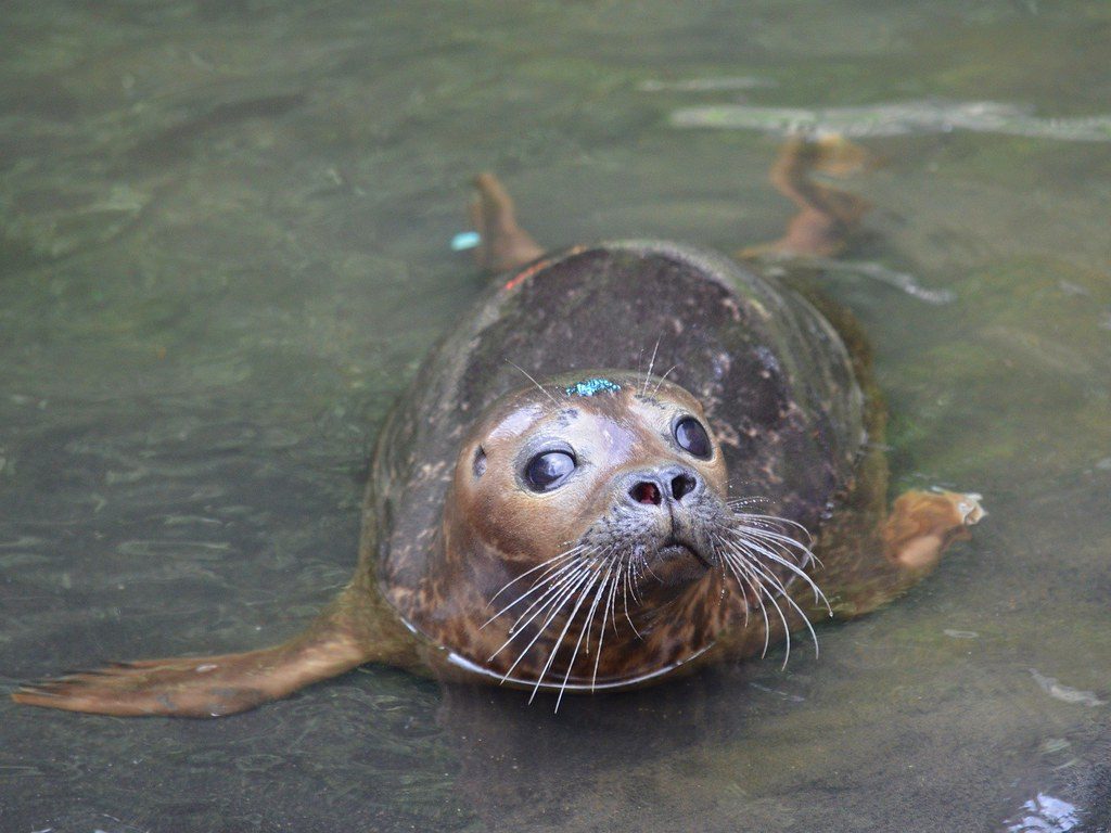 A double plastic trap nearly cost this baby seal its life