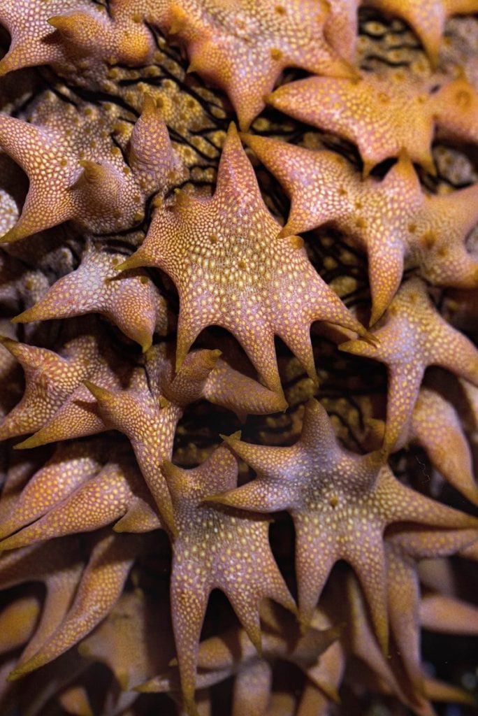 starfish lot