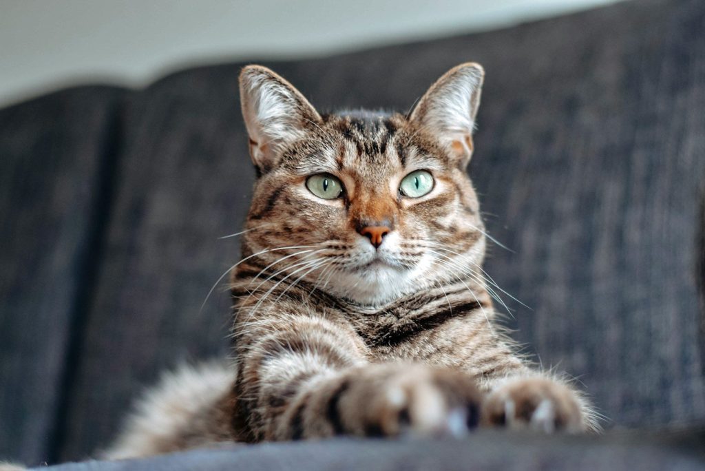brown tabby cat lying on white textile