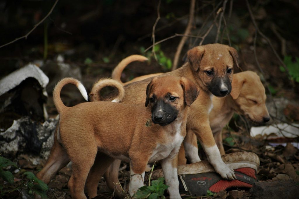 three puppies are standing on a pile of rubble