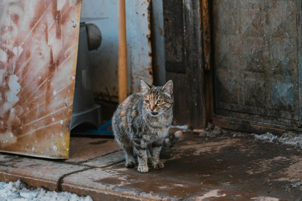a cat sitting on a step next to a door