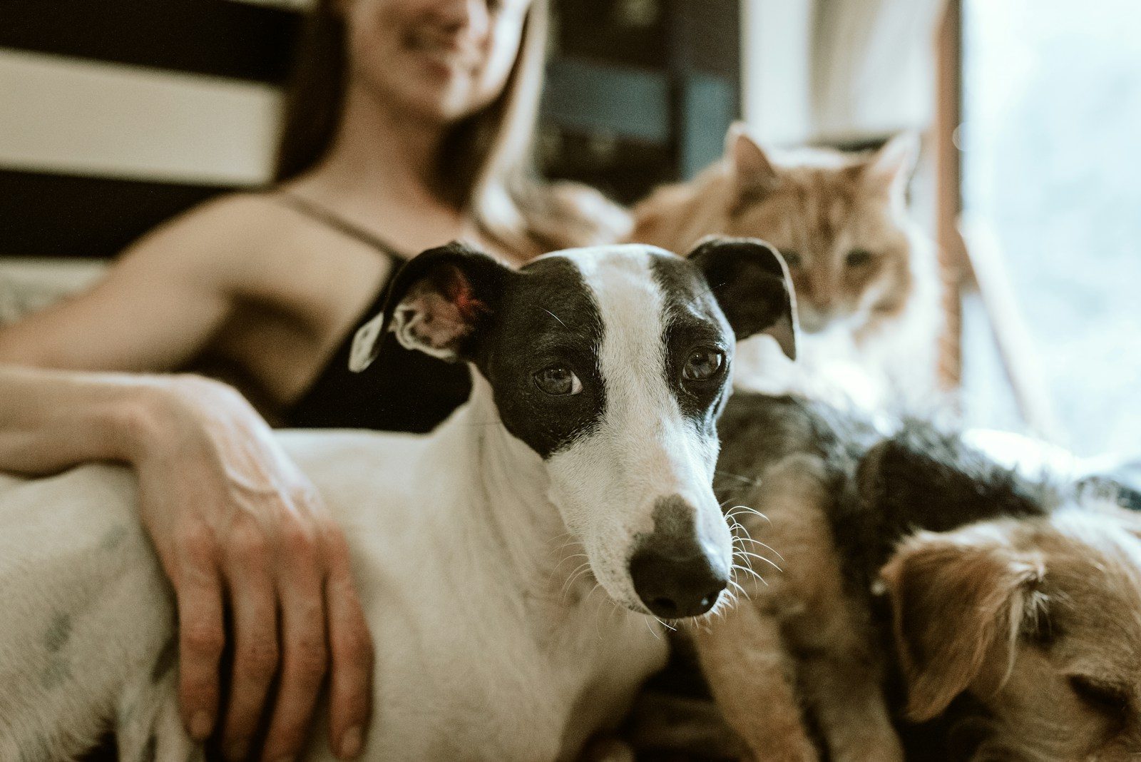 Rising vet costs are forcing pet owners into heartbreaking decisions